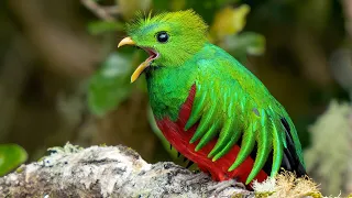 Amazing Resplendent Quetzal Bird Photography Costa Rica Cloud Forest - Sony A7RIV and SONY A9