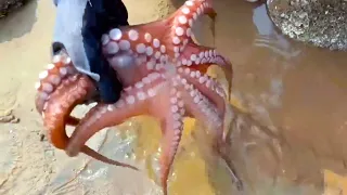 Catch a super octopus hiding under the reef! It was so powerful that almost ran away