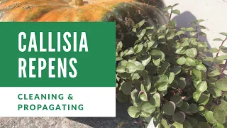 Cleaning up and Propagating my Callisia Repens (creeping inchplant, Bolivian Jew or turtle vine)