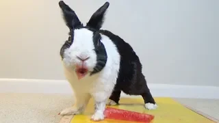 Rabbit eating watermelon for his Birthday! ASMR