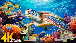 Ocean 4K - Beautiful Coral Reef Fish in Aquarium, Sea Animals for Relaxation(4K Video Ultra HD) #62