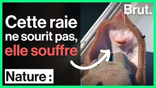 Ce qui se cache derrière ces vidéos "mignonnes" d'animaux