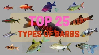 Top 25 Types of Barbs