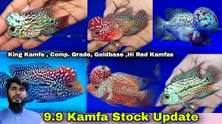 Imported Rare variety 9.9 Kamfa Stock Update | king Kamfa | F2 & 9.9 Zeeshan's KAMFA Flowerhorns