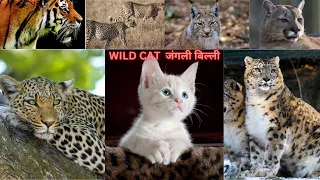 Wild Cat | Guardians of our nature | Wild Animals