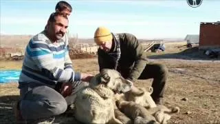 «Планета собак. Кангал».