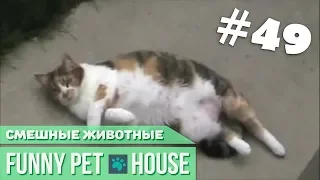 СМЕШНЫЕ ЖИВОТНЫЕ И ПИТОМЦЫ #49 АПРЕЛЬ 2019 [Funny Pet House] Смешные животные