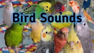 30 minutes of budgies, parakeets, bourkes, canaries, cockatiels, and lorikeets singing and chirping