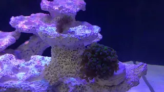 Морской аквариум обзор моих новичков кораллов