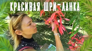 ШРИ-ЛАНКА. Королевский Ботанический Сад. Обзорная площадка в Канди