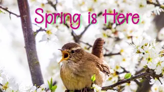 SPRING IS HERE, nature walk song for kids, educational, signs of spring, birds, bees, lambs