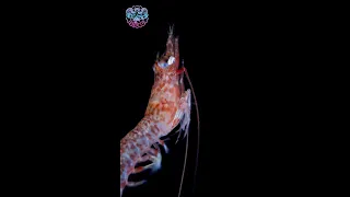 Have you ever seen how shrimp swim? | Hong Kong Diving |