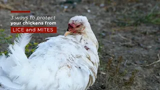 Three Ways to Protect Your Chickens from Lice and Mites