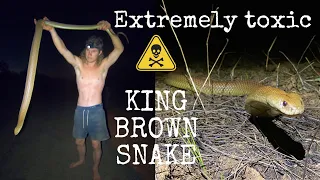 Encountering a HUGE KING BROWN SNAKE!!