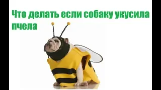 Собаку Укусила Пчела & Что Делать, Если Собаку Укусила Пчела. Ветклиника Био-Вет
