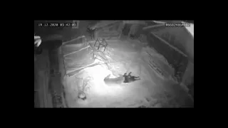 Wolf's kill pet dog cctv footage  wolf hunt pet dog