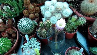 Echinopsis Cactus Plant Flower DISASTER in the Polytunnel - VLOG