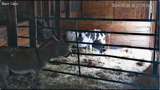 Barn The Rescues   Harley enters her stall 415pm  misc to 525pm 542024