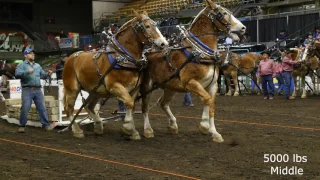 2016 Farm Fair International Horse Pulls