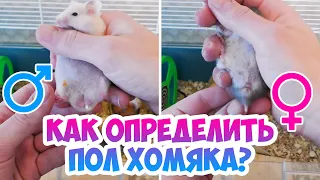 Как определить пол джунгарского и сирийского хомяка? Определение пола хомяка