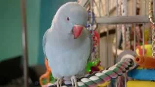 Baby Indian Ringneck - Talking & Being Cute!