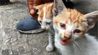Feral Mom Cat Rejects Food When She's Milk Feeding Her Noisy Kittens - Cats Meowing - Breastfeeding