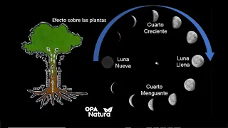 Fases de la Luna y  la Agricultura Tradicional / Oswaldo Páez - OPA Natura