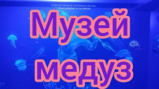 Музей медуз.