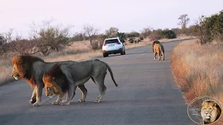 Lets Follow The Three Mean Looking Sweni Lion Pride Males Down The Road