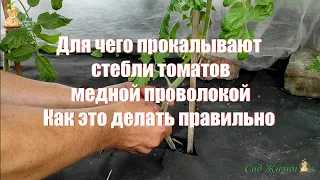 Для чего прокалывают стебли томатов медной проволокой. Как это делать правильно