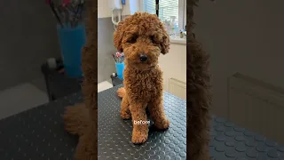 Teddy bear haircut on a poodle