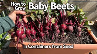 How to Grow Baby Beets from Seed in Grow Bags and Containers, from Seed to Harvest