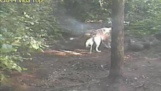 Four pups join endangered Mexican wolf family