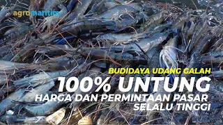 Panduan Praktis dan Peluang Bisnis Budidaya Udang Galah