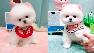 Tik Tok 2023 Chó Phốc Sóc Mini 😍 Funny and Cute Pomeranian 😺🐶 | cute animals 431