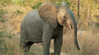 Amazing nature! - 🐎 Cute and Funny Animals 🐘 - Interesting video