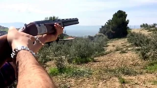 Beretta silver pigeon 686