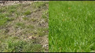 Rasen neu anlegen ohne umgraben – Anleitung / Tipps / Alten Rasen neu machen / erneuern