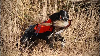 Beirl’s English setters Mason South Dakota #englishsetter  #birdhunting