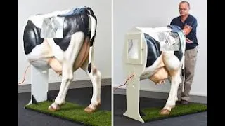 Как делается осеменение коров?