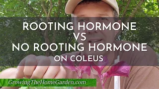 Rooting Hormone VS No Rooting Hormone Comparison on Coleus Cuttings (Plant Propagation)