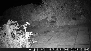 Chris Tordoff - Garden Hedgehogs, trail cam