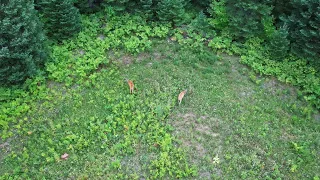 Two Deer in a Field