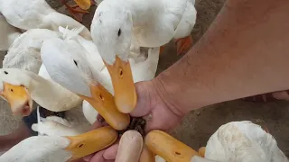 The Duck Stop (Phong Nha-Ke Bang National Park) Vietnam 2018