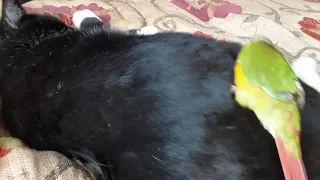 Parrot preens cat to sleep.