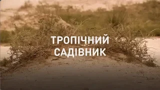 Тропический садовник