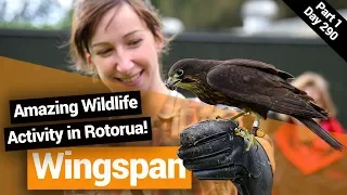🐦 New Zealand Birds of Prey Centre in Rotorua – New Zealand's Biggest Gap Year