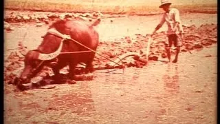 South China 1967 rice cultivation under Mao