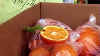 Day Gecko enjoying some Orange