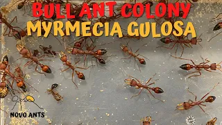 Myrmecia gulosa colony - Bull ant colony - Ant Keeping